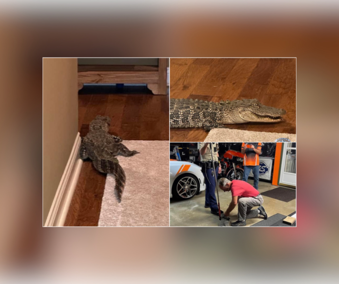 Iberia Parish: Home Invasion of the Reptile Kind (Source: IPSO)