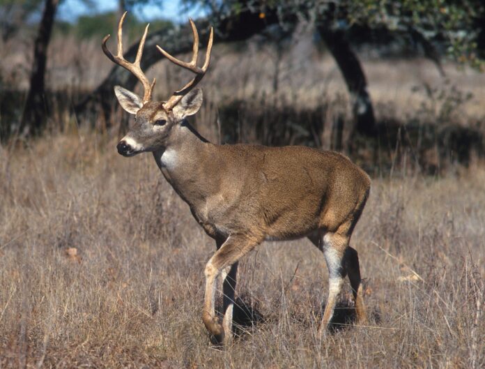 Chronic wasting disease lingers for Louisiana deer - Wikipedia. 2023. 