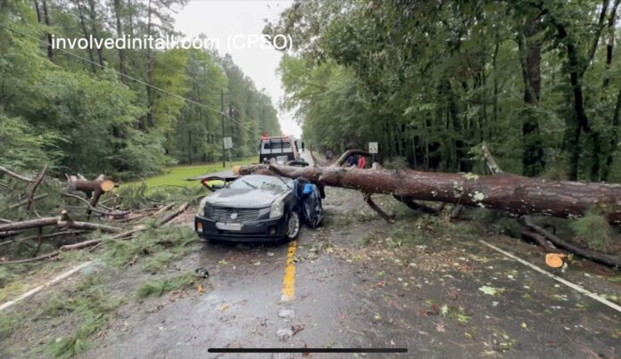 Shreveport: Massive tree traps woman inside of a car (Source: CPSO)