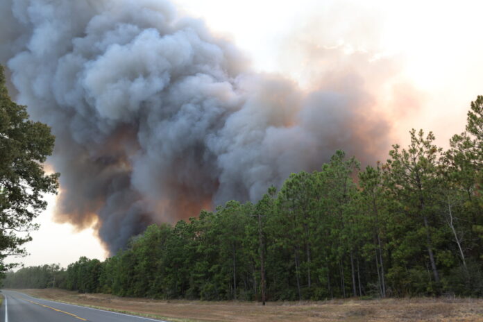 A large plume of smoke from the Tiger Island fire rises from forestland near Merryville in Beauregard Parish on Aug. 23, 2023. (Jenn Finley/La. Dept. of Agriculture and Forestry)