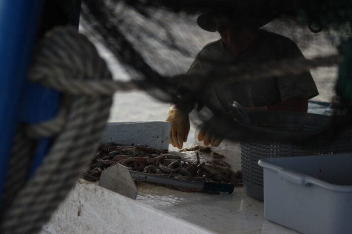 That ‘Gulf’ shrimp you ate probably wasn’t from the Gulf of Mexico (Source: Wes Muller/LI)