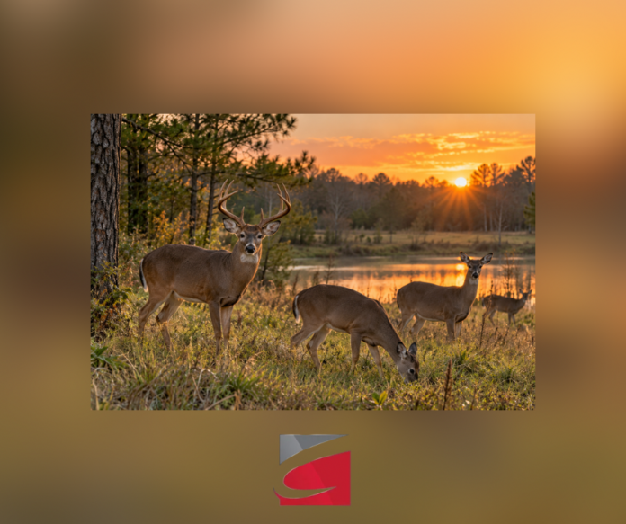 LDWF Offering Deer Hunting 101 Class in Monroe on Oct. 10